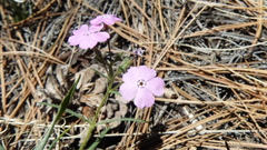 Phlox woodhousei