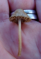 Mycena olivaceomarginata