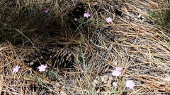 Phlox woodhousei
