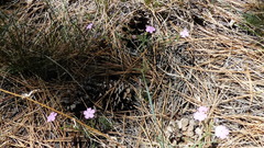 Phlox woodhousei