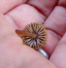 Mycena olivaceomarginata