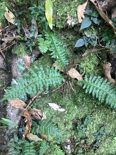 Plagiogyria stenoptera (Plagiogyria stenoptera)