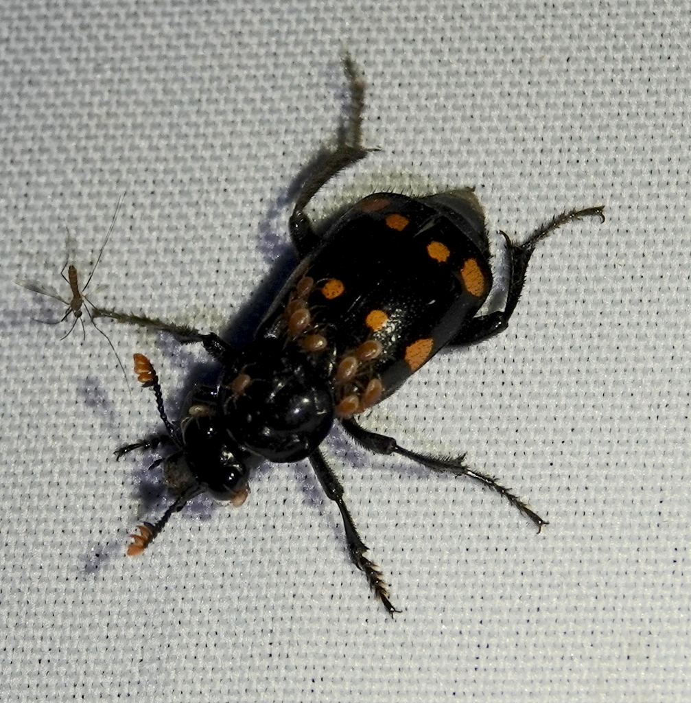 Nicrophorus didymus