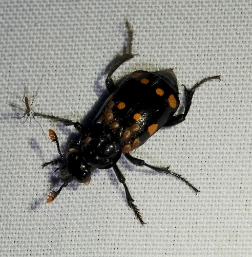 Nicrophorus didymus
