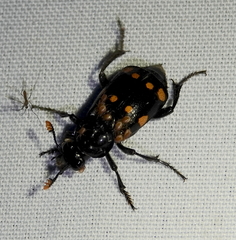 Nicrophorus didymus