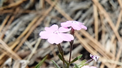 Phlox woodhousei