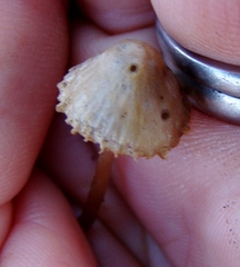 Mycena olivaceomarginata