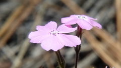 Phlox woodhousei