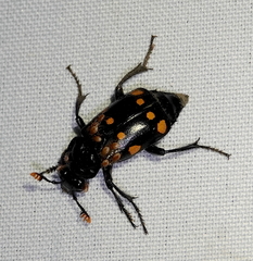 Nicrophorus didymus