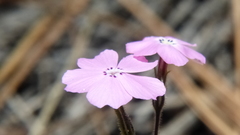 Phlox woodhousei