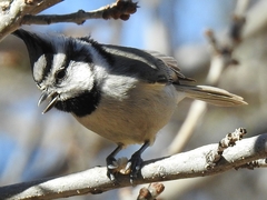 Bridled Titmouse photo 3