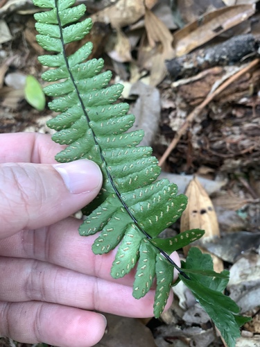 Image of Asplenium normale by (c) 呂一起(Lu i-chi), some rights reserved (CC BY)