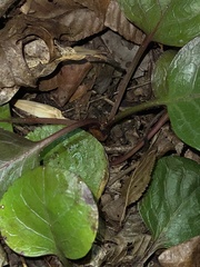 Pyrola americana