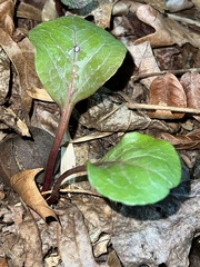 Pyrola americana