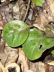 Pyrola americana
