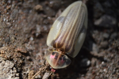 Aspisoma aegrotum