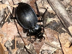 Carabus goryi
