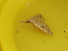 Trigonistis andersoni