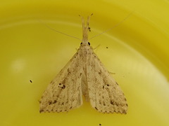 Trigonistis andersoni