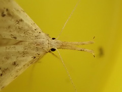 Trigonistis andersoni