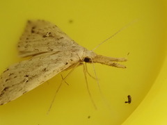 Trigonistis andersoni