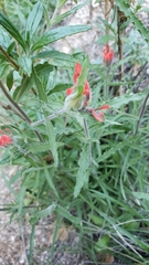 Castilleja martini