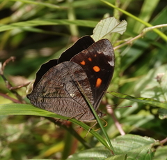 Corades medeba columbina