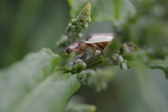 Aspisoma aegrotum