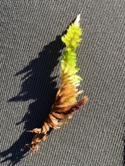 Homalothecium aureum
