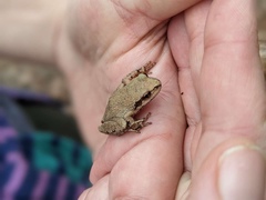 Pseudacris brachyphona