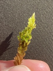 Homalothecium aureum