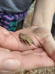 Pseudacris brachyphona