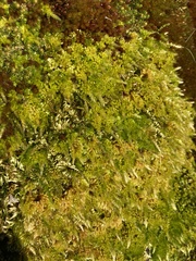 Homalothecium aureum