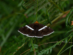 Buzara frontinus