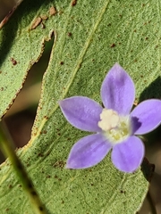 Wahlenbergia multicaulis
