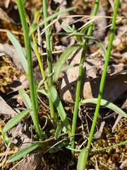 Wahlenbergia multicaulis