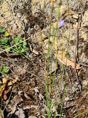 Wahlenbergia multicaulis