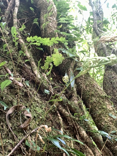 Image of Selaginella involvens by (c) 呂一起(Lu i-chi), some rights reserved (CC BY)