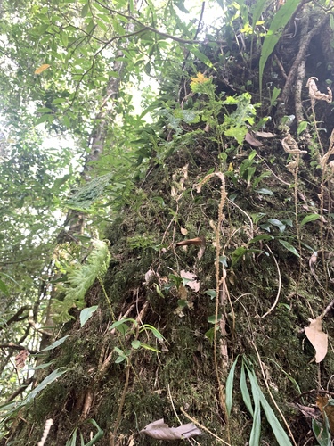 Image of Medicinal Spikemoss (Selaginella involvens) by (c) 呂一起(Lu i-chi), some rights reserved (CC BY)