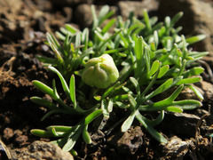 Ranunculus triternatus