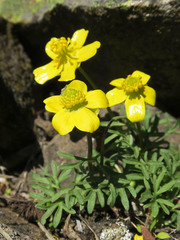 Ranunculus triternatus
