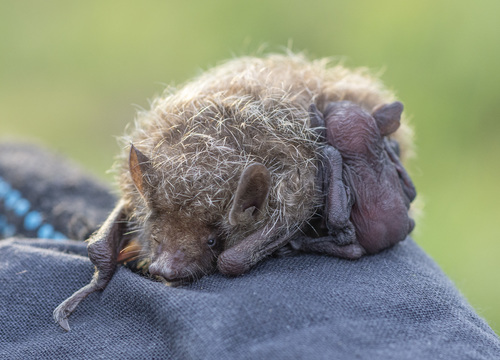 Greater Tube-nosed Bat