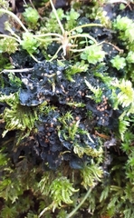 Leptochidium albociliatum