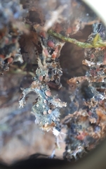 Leptochidium albociliatum