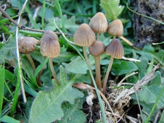 Mycena olivaceomarginata