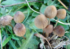 Mycena olivaceomarginata