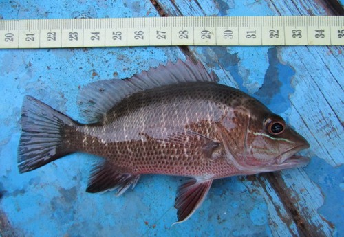 Creek red bream (Lutjanus argentimaculatus) — Lutjanidae — 2