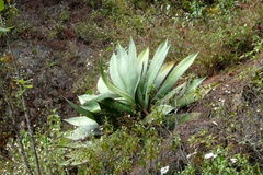 Agave atrovirens atrovirens
