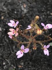 Stylidium assimile