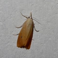 Scirpophaga incertulas